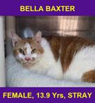 BELLA BAXTER